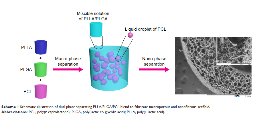 Scheme 1 Schematic illustration of dual phase separating PLLA/PLGA/PCL blend to...